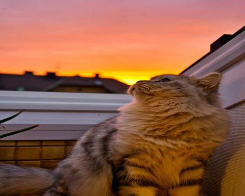 person enjoying sunset and calm evening